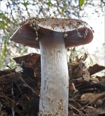 Cortinarius albofragrans
