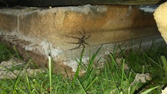Dolomedes tenebrosus