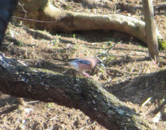 Garrulus glandarius japonicus