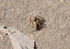 Plexippus setipes