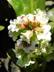 Bergenia stracheyi
