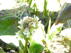 Bergenia stracheyi