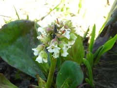 Bergenia stracheyi