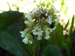 Bergenia stracheyi