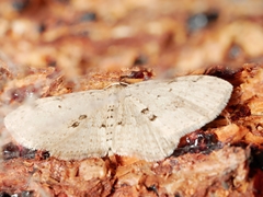 Poecilasthena scoliota