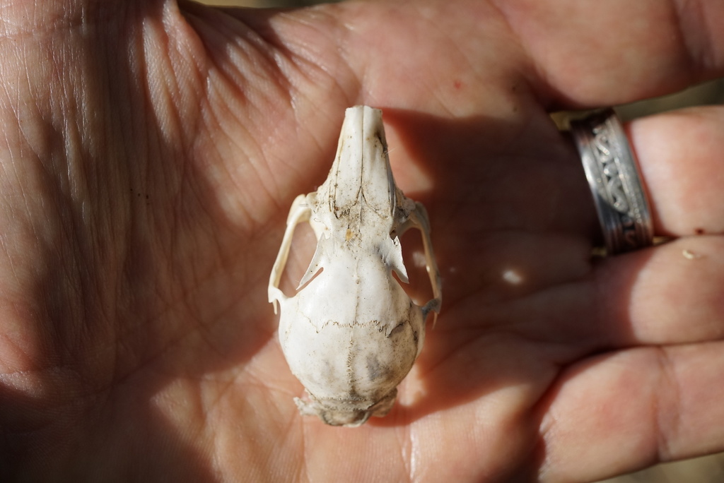 Brush Rabbit Skull Brush Rabbit from Miramar on January 13, 2021 at 02:57 PM by Jim ...