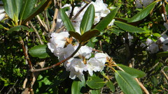 Rhododendron