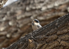 Aegithalos glaucogularis