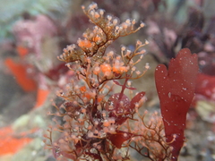 Eudendrium californicum