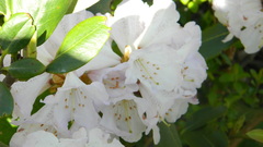 Rhododendron