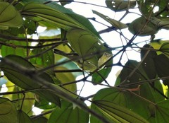 Setophaga castanea