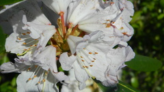 Rhododendron