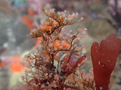 Eudendrium californicum