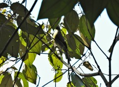 Thraupis palmarum