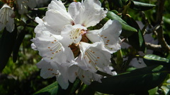 Rhododendron