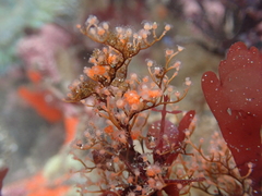 Eudendrium californicum
