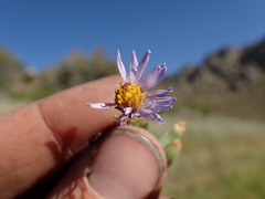 Symphyotrichum campestre