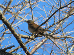 Turdus pallidus