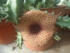 Hoodia