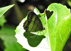 Euptychoides laccine