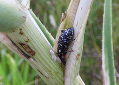 Heilipodus erythropus