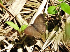Euptychoides laccine