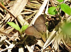 Euptychoides laccine