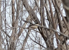 Aegithalos glaucogularis