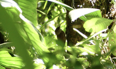 Dendrocolaptes picumnus