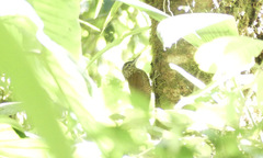 Dendrocolaptes picumnus