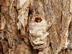 Opodiphthera eucalypti
