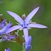 Asyneuma limonifolium - Photo (c) Kostas Zontanos,  זכויות יוצרים חלקיות (CC BY-NC), הועלה על ידי Kostas Zontanos