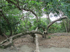 Anacardium occidentale