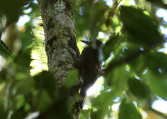 Dendrocolaptes picumnus