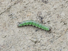 Sphinx morio arestus