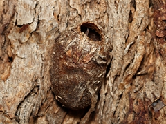 Opodiphthera eucalypti