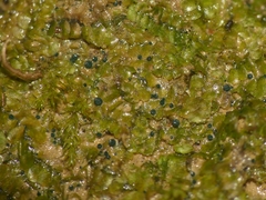 Mniaecia jungermanniae