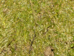 Mniaecia jungermanniae