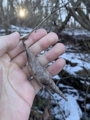 Callosamia promethea