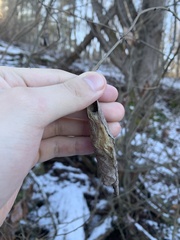 Callosamia promethea