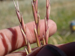 Elymus trachycaulus ssp. trachycaulus