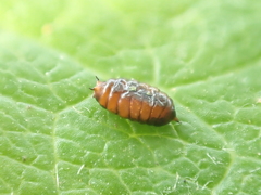 Phytomyza lonicerae