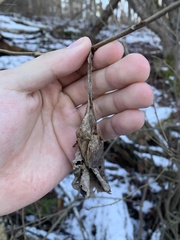 Callosamia promethea