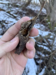 Callosamia promethea