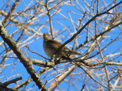 Turdus pallidus
