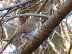 Turdus pallidus