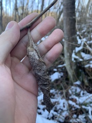 Callosamia promethea