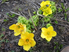 Trollius acaulis