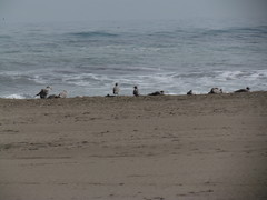 Leucophaeus modestus