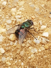 Chrysorutilia